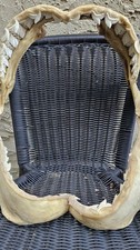 Bull Shark Jaw Bone, HUGE 14 inch   with Teeth Display  picture