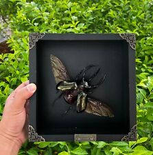 Black Framed Real Giant Atlas Beetle Insect Beetle Bug Taxidermy Art Decor picture