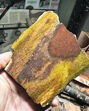 Agatized Utah Dinosaur gem bone rough **hxtled end cut. picture