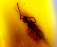 Natural Dominican Amber Polished 15mm with parasitic wasp insect fossil picture