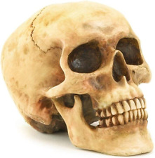 Grinning Highly Realistic Replica Human Skull Statue Home Décor 6.5X4.25X4.6