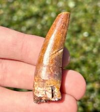 HUGE Fossil Phytosaur Tooth Redondasaurus Triassic 2.05” Dinosaur New Mexico picture