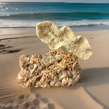 Vintage Natural White Coral Reef Specimen Marine Sea Rock Aquarium Ocean Decor picture