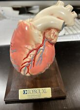 Vintage Cardiology Heart Medical Desk Model Promotional Toprol-XL Advertising picture