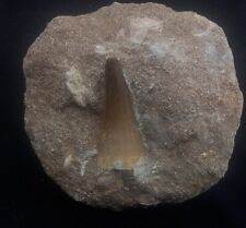 1.5 Inches Mosasaur Teeth Fossilized Mosasaurus tooth in its matrix from Morocco picture