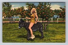 Miami FL-Florida, Rare Bird Farm, Antique Souvenir Vintage Postcard picture