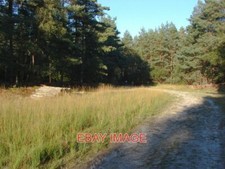PHOTO  SWINLEY FOREST A WIDE RIDE THROUGH DENSE PINE PLANTATIONS IN THE SWINLEY picture