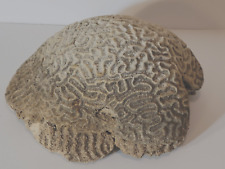 Brain Coral Large Heavy Natural Specimen 5+ Pounds picture