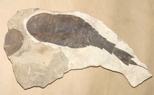 Extra Rare & Huge Devonian eurypterid from Siberia- Adelophthalmus khakassicus picture