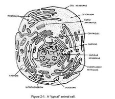 786 page Basic Medical Terminology, Human Anatomy And Physiology Manual on CD picture