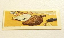 SUGAR DADDY Mama Pops WATER WORLD HEROES Card Collection #14 SHELLFISH SEASHELLS picture