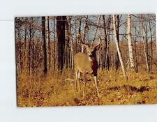 Postcard White Tail Buck on the Alert picture