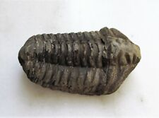 Trilobite Fossil 300-400 Million Years Old Genuine C3238 picture