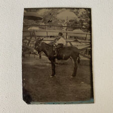 Antique Bon-Ton Tintype Photo Adorable Little Boy Riding Donkey Fair Carnival picture