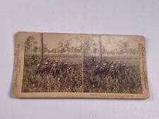 Underwood Stereoview Photo Skirmish Line US Army Preparing to Invade Cuba  picture