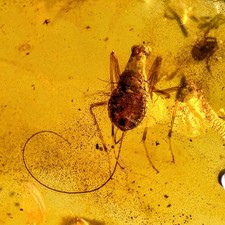 Maniupulator Roach infected Nematode Parasitic Worm, pseudoscorpion Amber Fossil picture