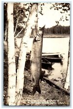 c1940's Musky Caught In Northern Minnesota Muskie Pike RPPC Photo Postcard picture