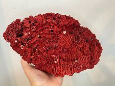 Natural Red Organ Pipe Coral Reef Specimen 9.5 in picture