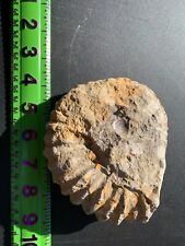 Ammonite fossil mine rough Nautiloid Cambrian Madagascar 3-5 inch FJ21 picture