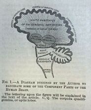 1885 Human Brain Architecture and Requirements illustrated picture