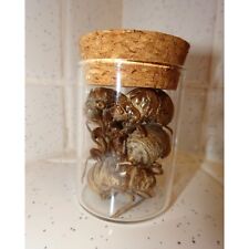 Glass Jar of Large Cicada Skins oddity curiosity nature enthusiasts insect molt picture