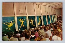 Weeki Wachee FL-Florida, Live Mermaids, Weeki Wachee Springs, Vintage Postcard picture