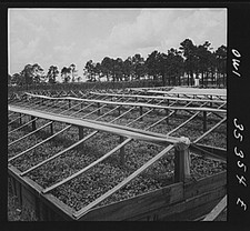 Photo:Pine Seedling Nursery 1940s Greenhouse Frame Rows Plantation picture