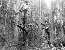 Two Loggers Springboards Oregon Old Lumber Jack Photo Picture 8.5