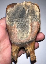 HUGE Ice Age Fossil COELODONTA Upper Molar Tooth 3.73 Inches picture
