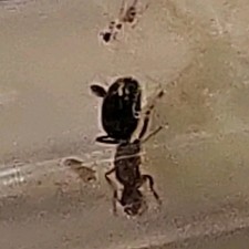 Unknown species queen ant. picture