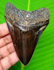MEGALODON SHARK TOOTH - 3.62” - SHARK TEETH - 100% REAL FOSSIL - MEGLADONE picture