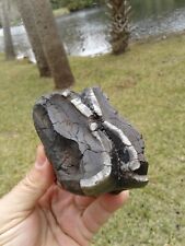 X-Large Mid Section Mastodon Tooth Partial Florida Fossil Mammal Teeth picture