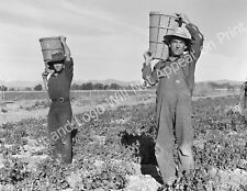 1939 Pea Pickers, Near Calipatria, California Old Photo 8.5