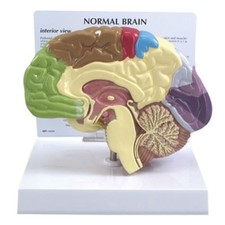 Brain Half Sectioned GPI Model w Key Card LFA #2950 Make Us an Offer SEE VIDEO picture