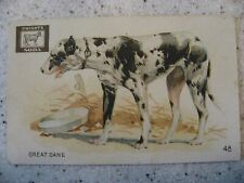 Vintage Dwight's Soda Interesting Animals Trading Card - No. 48 Great Dane picture