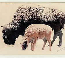 Andy Marquez Print Colorado National Park Bison Buffalo Sheep Signed Numbered picture