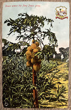 Vintage Postcard Down Where The Paw Paws Grow Florida Artistic Series c1910 picture