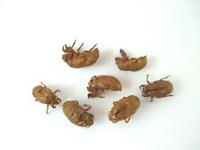 7 Cicada Shells Skin Exoskeleton Transformation Meditation Rebirth Immortality picture