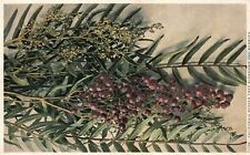 Vintage Postcard 1920's California Pepper Tree Blossoms And Berries Artwork picture