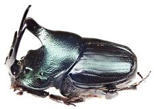 Insect - SCARABAEIDAE Proagoderus rectefurcatus -2 - Tanzania - Male 13mm .... picture