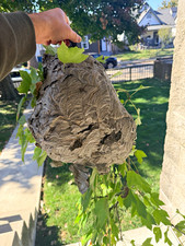 Large Bald Faced Natural Hornets Nest picture