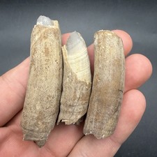 3 Fossil Sperm Cetacean Teeth Fossilized Marine Mammal Incisors  picture