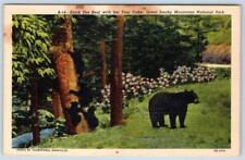1951 GREAT SMOKY MOUNTAINS NATIONAL PARK BLACK BEAR 4 CUBS LINEN POSTCARD picture