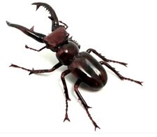 Giant Stag Beetle (Lucanus elaphus) Glass Figure-non Uranium But Optional picture