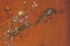 Ultra RARE Mating Biting Midges in RED Dominican Amber Fossil picture