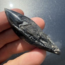 Polished Fossil Sperm Cetacean Tooth 2.45” picture