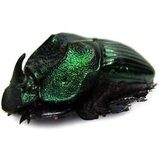 Phanaeus demon minor green ONE REAL DUNG BEETLE Guatemala PINNED picture