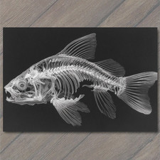 POSTCARD Fish Skeleton XRay Style Detailed Bones Dark Background Anatomy picture