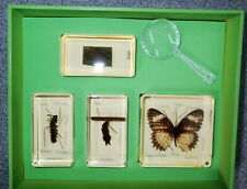 Leopard Lacewing Butterfly Life Cycle with labels in 4 Amber Clear Lucite Block picture