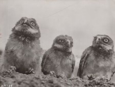 1940s Burrowing Owl Fledglings Animal Behavior Vintage Original Press Photo picture